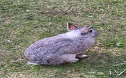 Netherland Dwarf rabbits for sale: Netherlands dwarf - Image 3