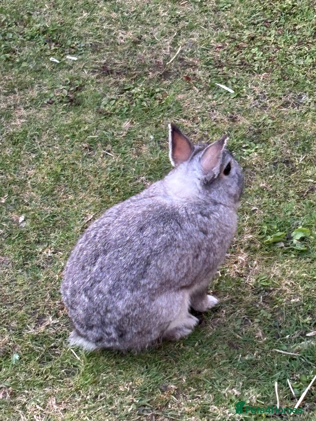 Netherland Dwarf rabbits for sale: Netherlands dwarf - Image 3
