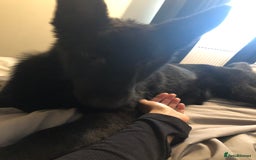 German Shepherd dogs for sale: German shepherd female pup 9 months old - Image 2