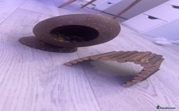 Hamster rodents for sale: hamster and everything included - Image 14