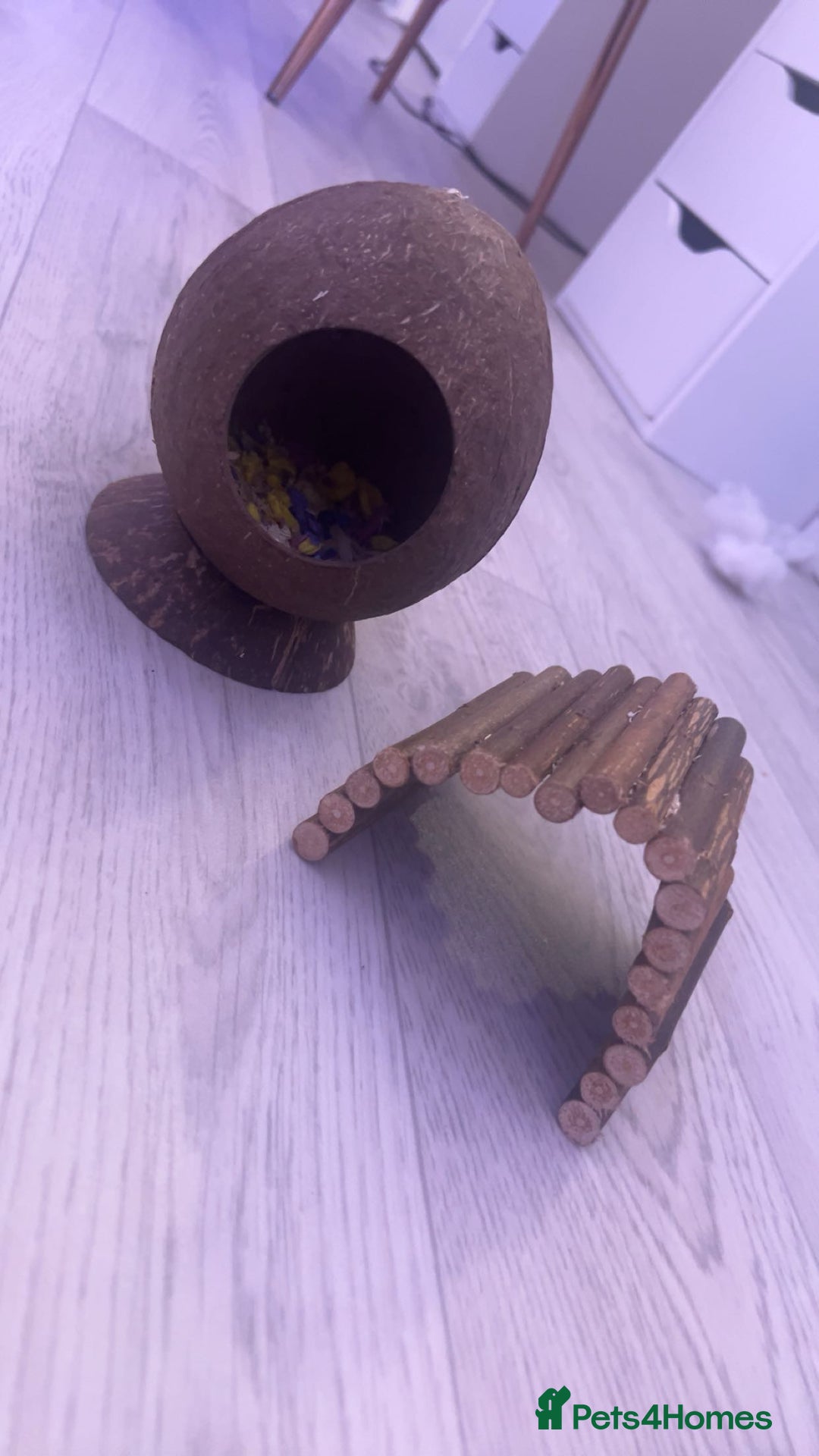 Hamster rodents for sale: hamster and everything included - Image 14