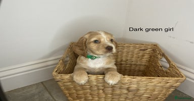 Cocker Spaniel dogs - Advert 13