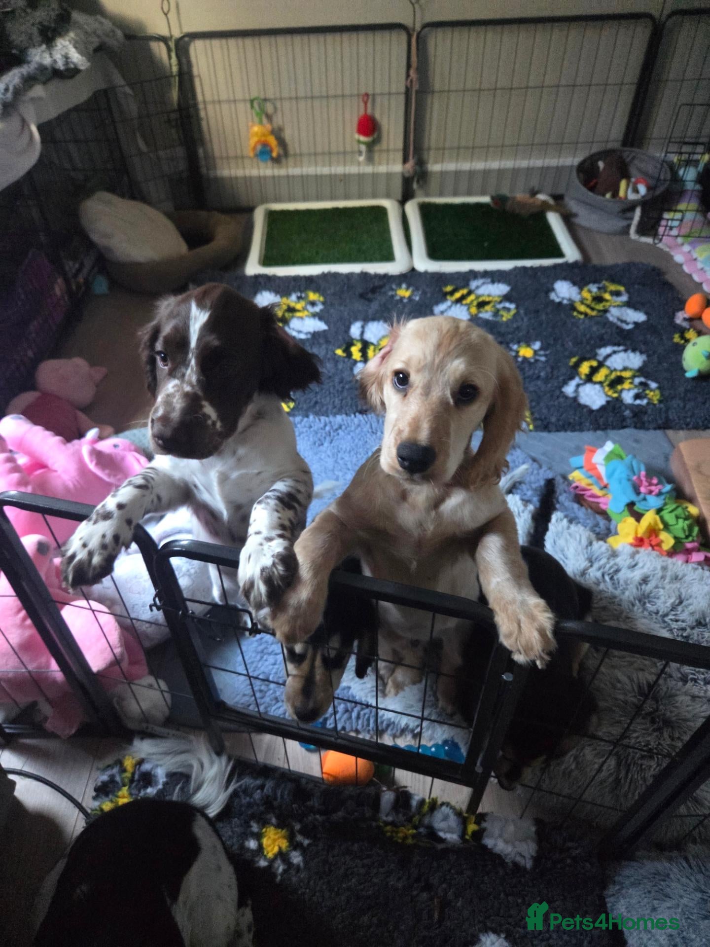 Cockapoo dogs COCKER SPANIEL only two boys left - Advert 1