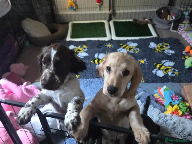 Cockapoo dogs for sale: COCKER SPANIEL only one boys left - Advert 2