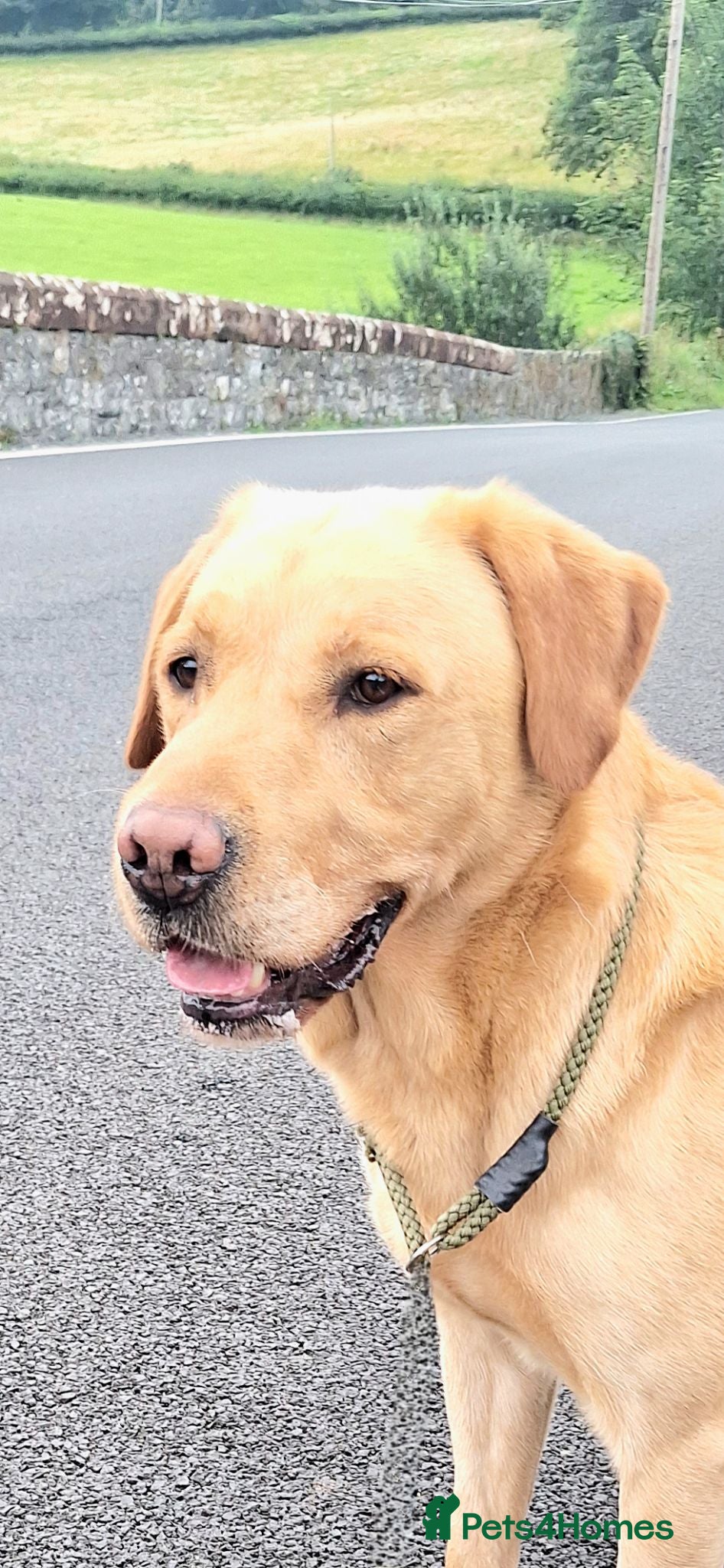 Labrador Retriever dogs Leadburn Digger...* Fully Health Tested Stud Dog * - Advert 15