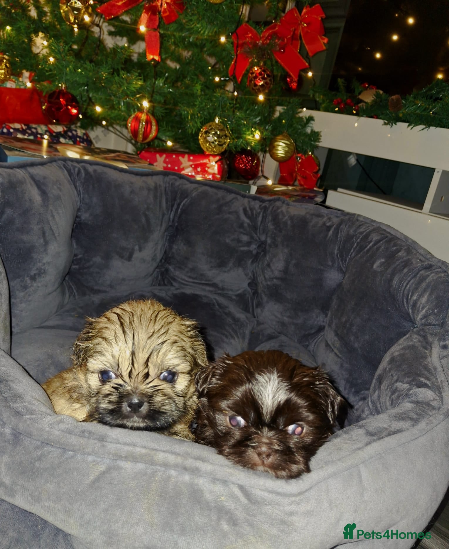 Shih Tzu dogs KC Reg Imperial Shih Tzu Puppies –  **  Ready - Advert 17