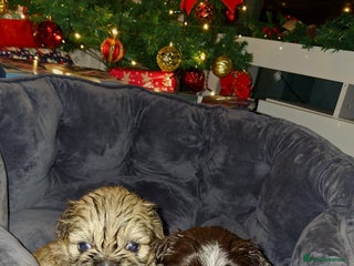 Shih Tzu dogs KC Reg Imperial Shih Tzu Puppies – Xmas Ready - Advert 1