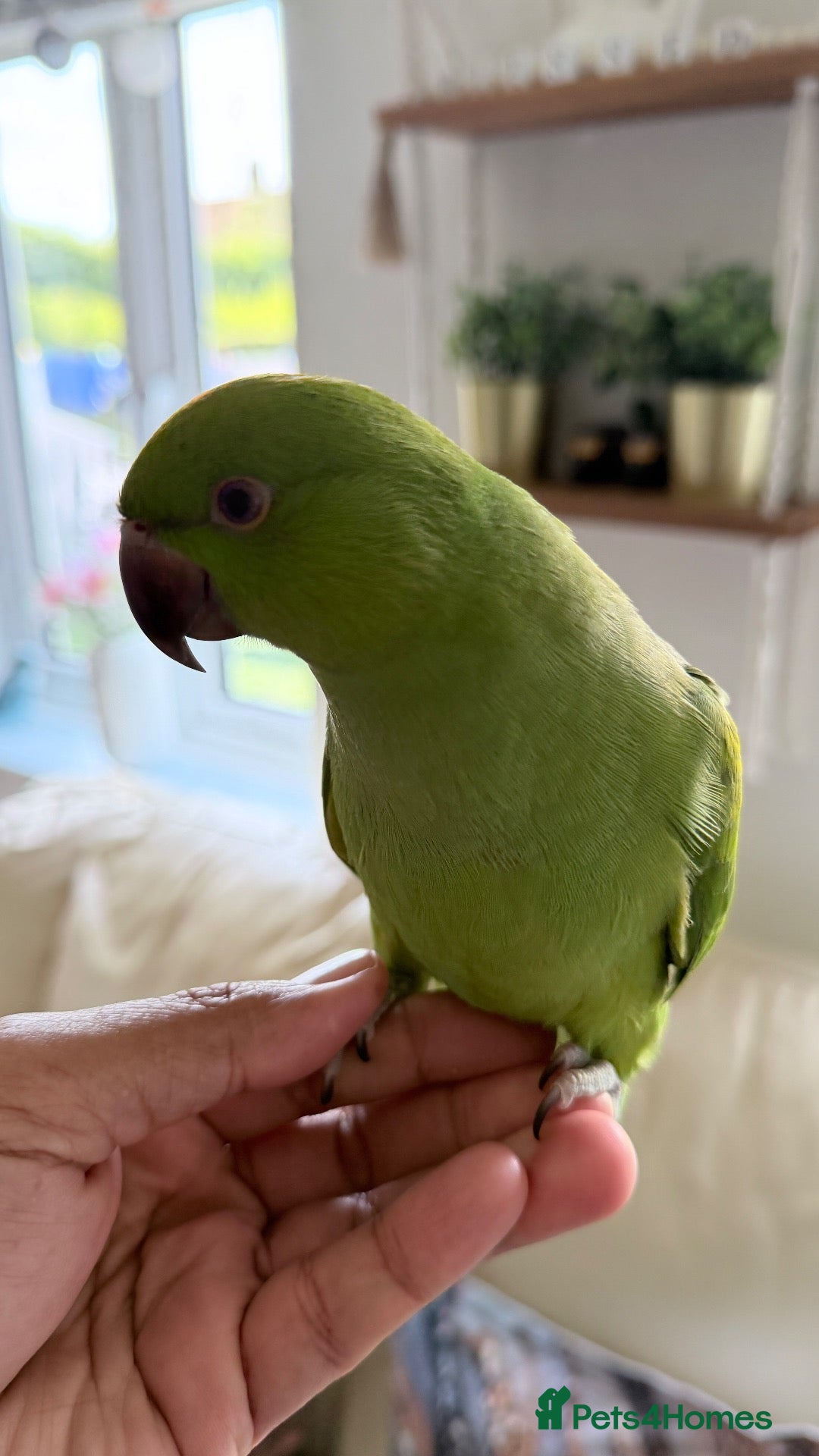 Mixed Breed birds Indian ringneck babies & Male Ducorp cockatoo  - Advert 2