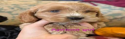 Cockapoo dogs for sale: Licensed breeder, health tested F1 cockapoos - Advert 9