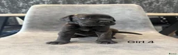 Cane Corso dogs for sale: Ready to collect Exceptional Cane Corso puppies   - Advert 30