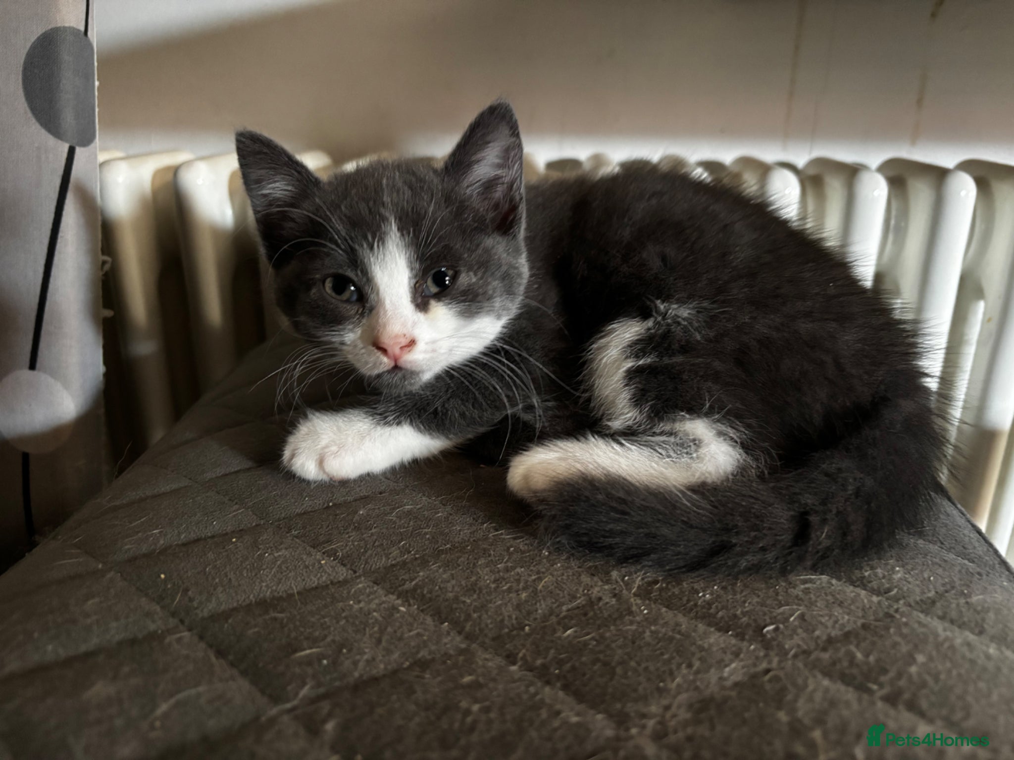 Mixed Breed cats 2 beautiful grey and white fluffy boys - Advert 1
