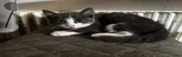 Mixed Breed cats for sale: 2 beautiful grey and white fluffy boys - Advert 11