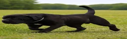 Boerboel dogs for sale: 🐾 BOERBOEL PUPPIES – UPCOMING LITTER 🐾 - Advert 5