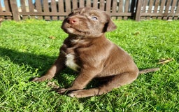 Mixed Breed dogs for sale: Collie cross rough haired Hungarian viszler  - Image 22
