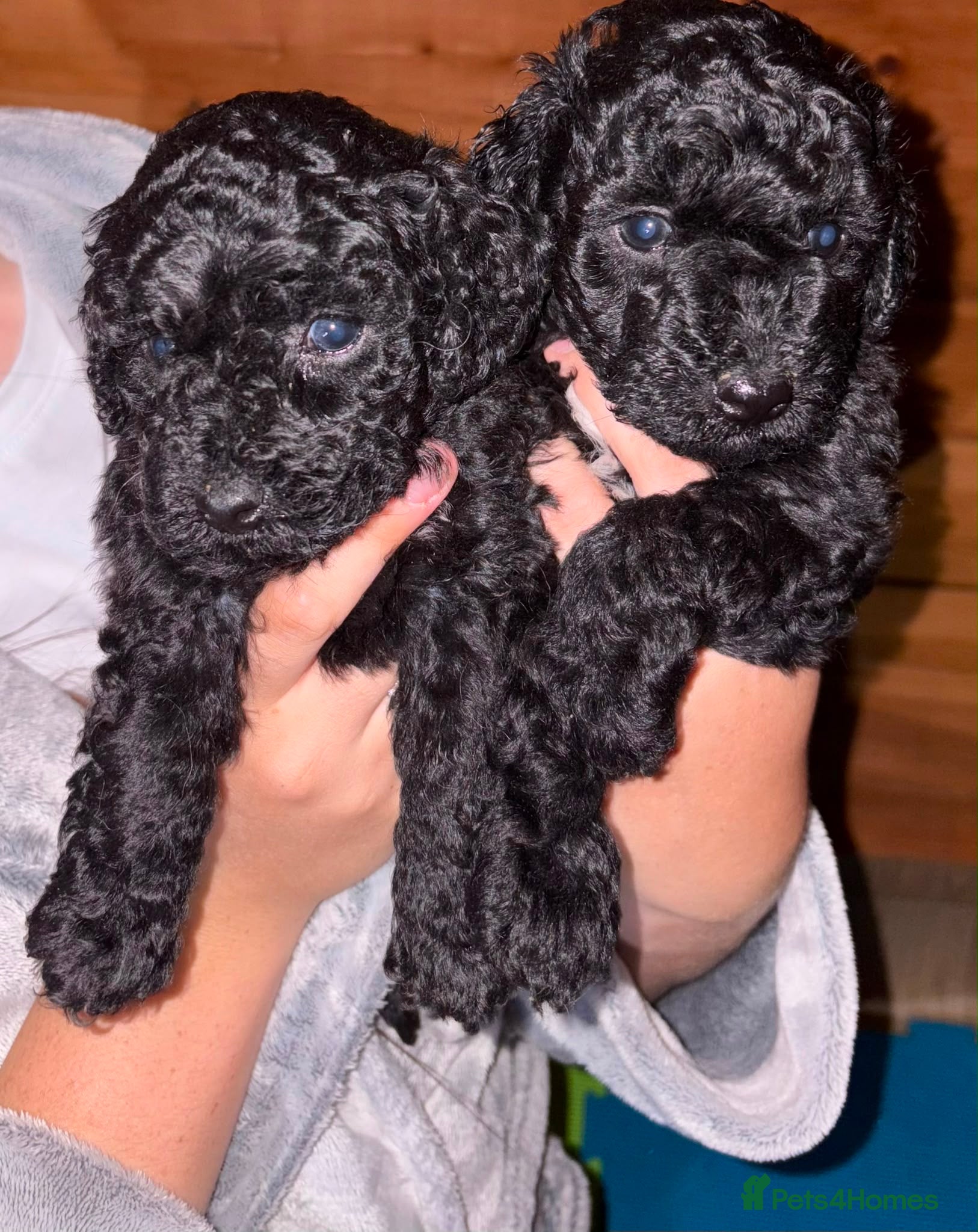 Maltipoo dogs Gorgeous maltipoo  - Advert 5