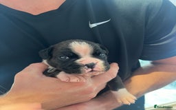 Boxer dogs for sale: 6 Beautiful Boxer Puppies - Image 2