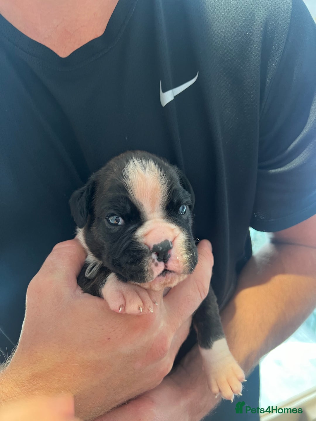 Boxer dogs for sale: 6 Beautiful Boxer Puppies - Image 2