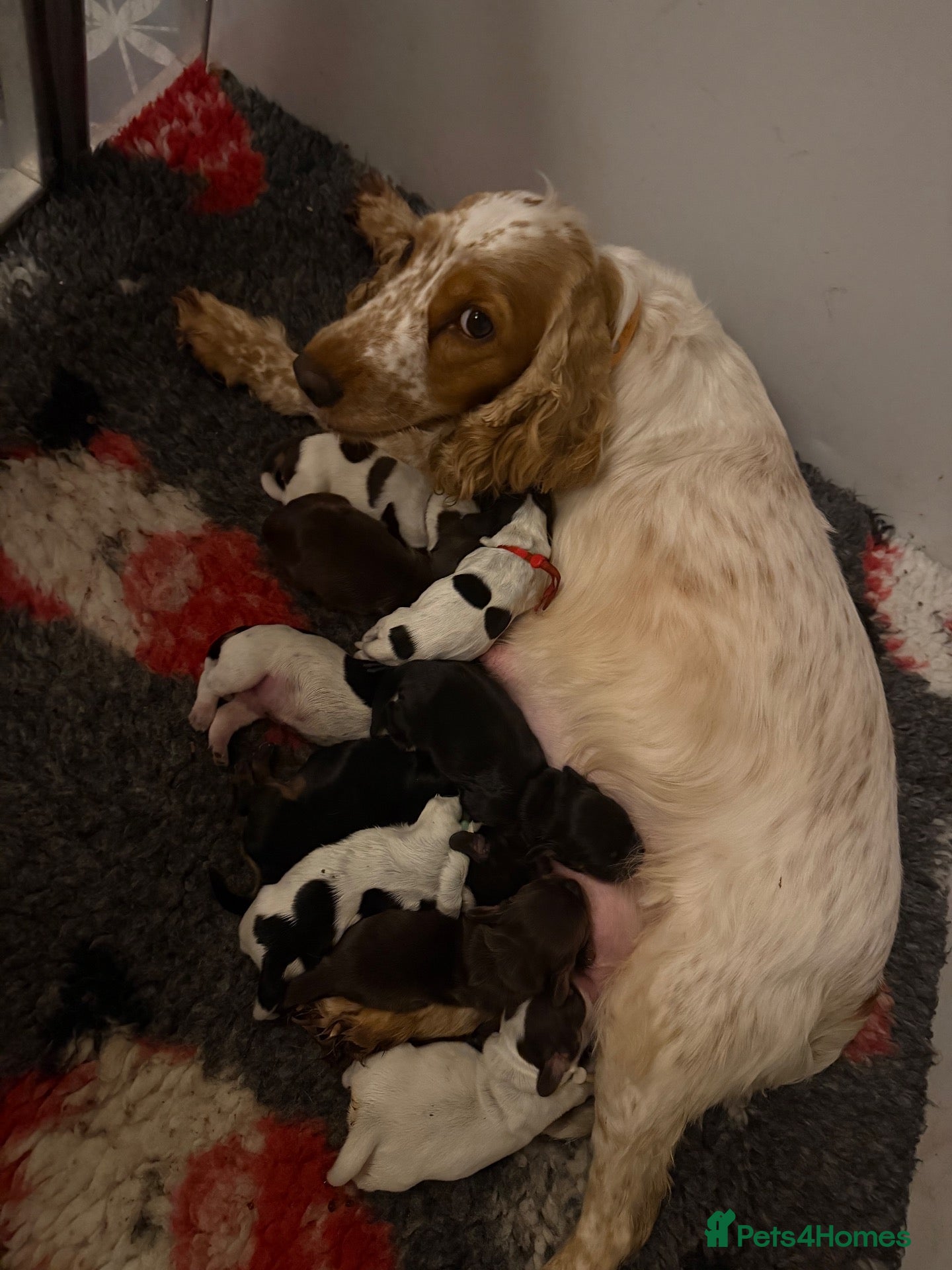 Cocker Spaniel dogs KC Registered English Cocker Spaniels  - Advert 1