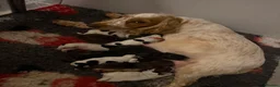 Cocker Spaniel dogs for sale: KC Registered English Cocker Spaniels  - Advert 1