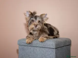 Yorkshire Terrier dogs Yorkshire Terrier – Merle / Chocolate puppies** - Advert 4