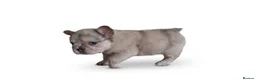 French Bulldog dogs for sale: Fluffy French Bulldogs - Advert 28