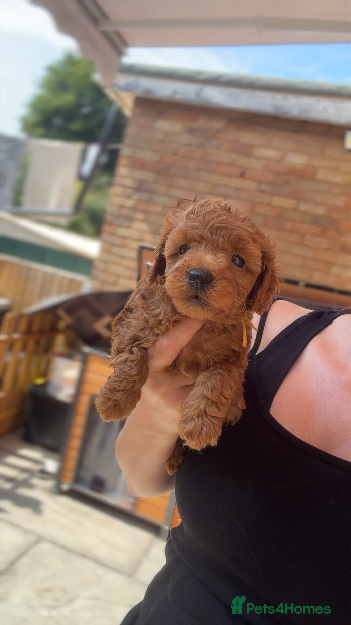 Toy Poodle dogs DNA health clear parents, deep red toy poodles 🥰 - Advert 1