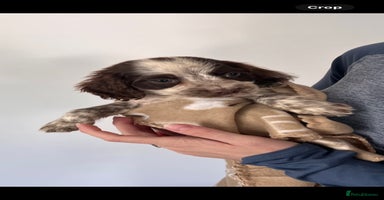 Cocker Spaniel dogs - Advert 6