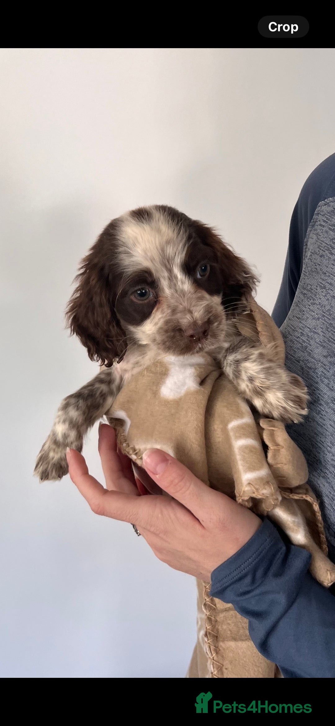 Cocker Spaniel dogs for sale: Cocker spaniel puppies - Image 18