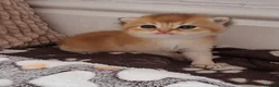British Shorthair cats for sale: Pedigree Golden British Shorthair kittens - Advert 21