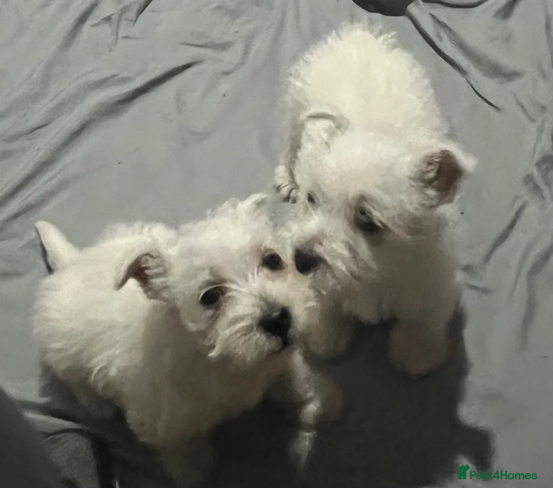 West Highland Terrier dogs for sale: West highland terrier puppies - Advert 6