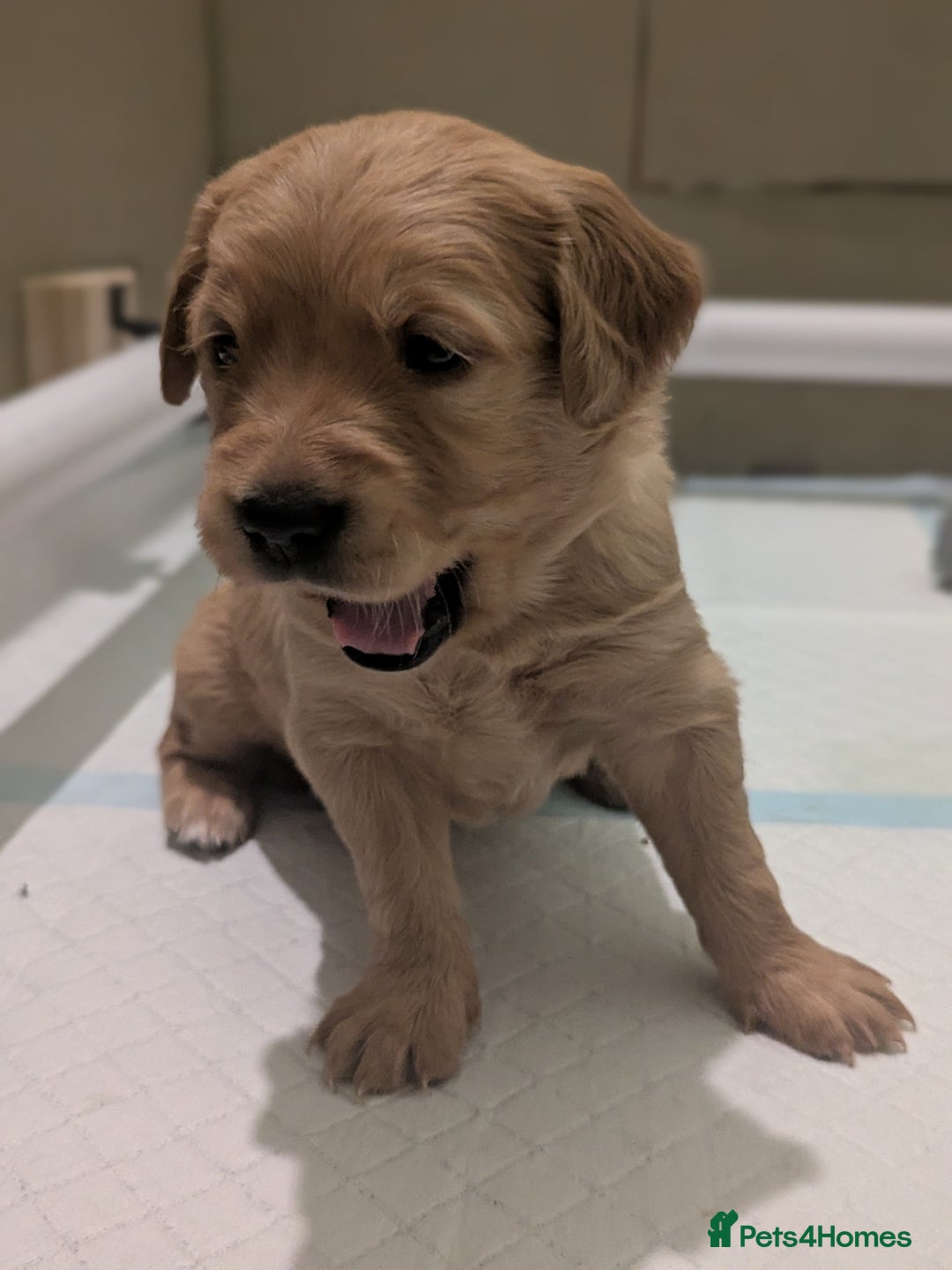 Golden Retriever dogs for sale: KC Registered Golden Retriever Puppies  - Advert 28