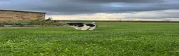 Border Collie dogs for sale: Gorgeous Litter of border collie puppy’s  - Advert 34