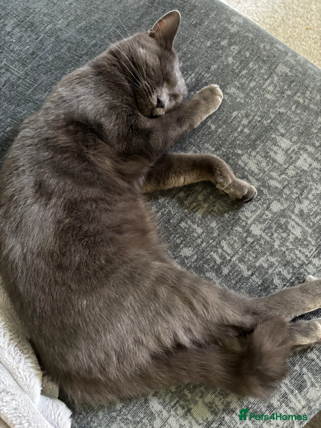 Mixed Breed cats for sale: Ragdoll x Russian blue female look for home  - Advert 2
