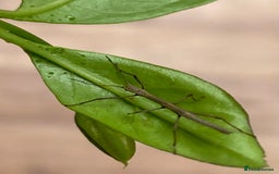 Stick Insects invertebrates for sale: Juvenile Indian Stick Insects x5 for £5 - Image 3