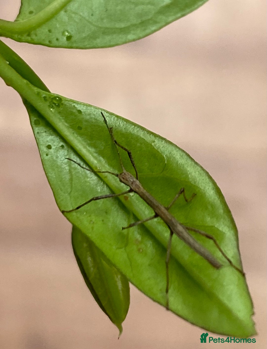 Stick Insects invertebrates for sale: Juvenile Indian Stick Insects x5 for £5 - Image 3