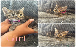 Mixed Breed cats for sale: Beautiful kittens  - Image 2