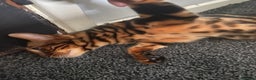 Bengal cats for sale: Gold black glitter bengal - Advert 8