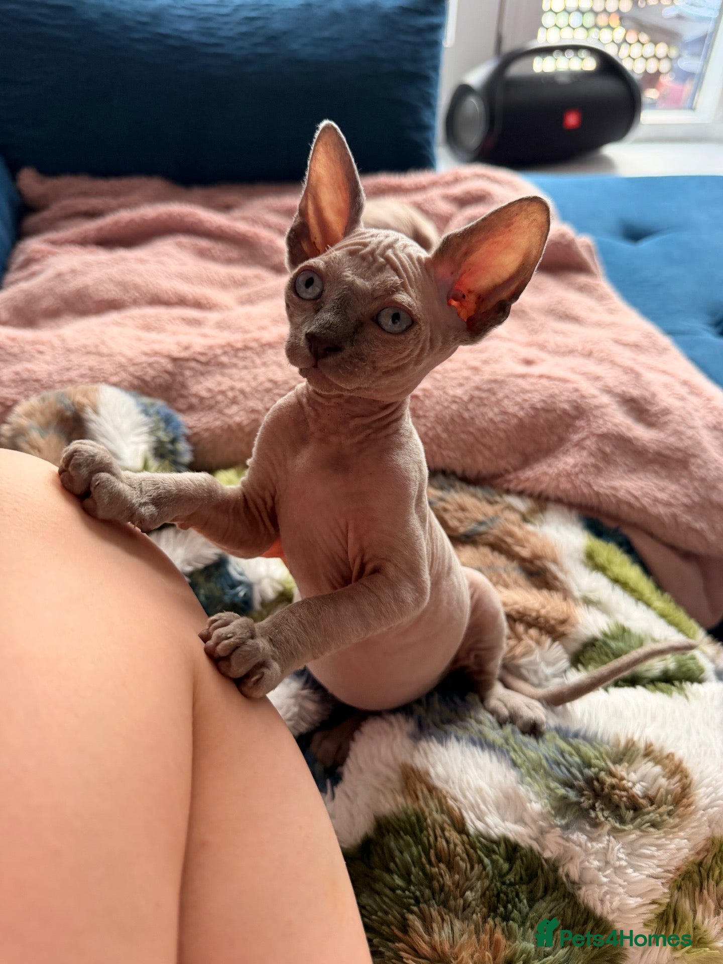 Sphynx cats 7 week Sphynx kittens  - Advert 5