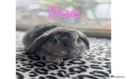 Mini Lop rabbits for sale: Pure breed mini lops male and female  - Image 6