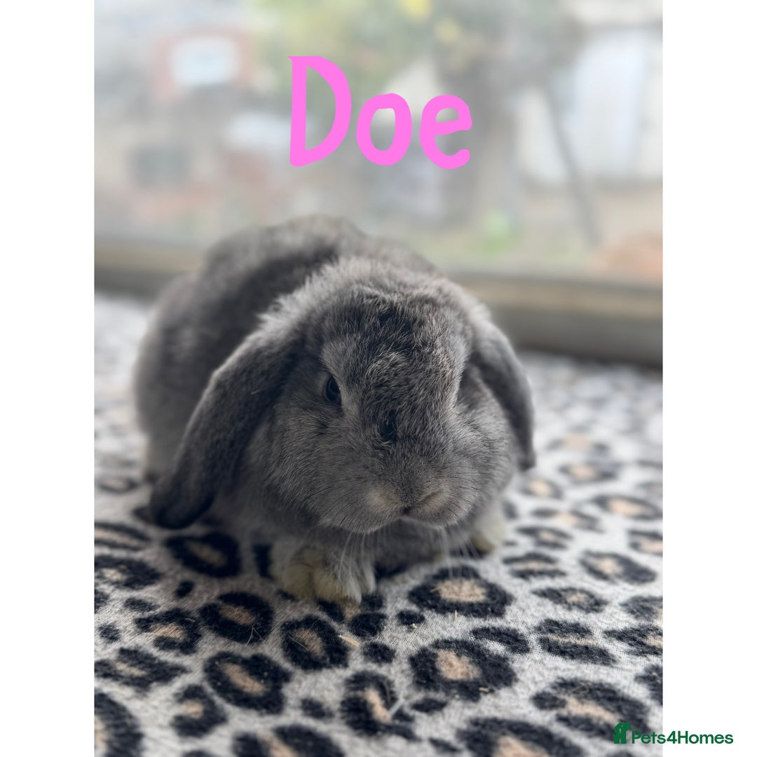 Mini Lop rabbits for sale: Pure breed mini lops male and female  - Image 6