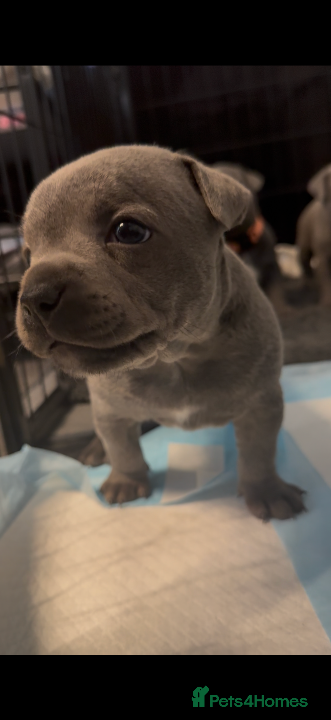 Staffordshire Bull Terrier dogs Pedigree Staffordshire bull terrier pups  - Advert 2