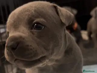 Staffordshire Bull Terrier dogs Pedigree Staffordshire bull terrier pups - Advert 2