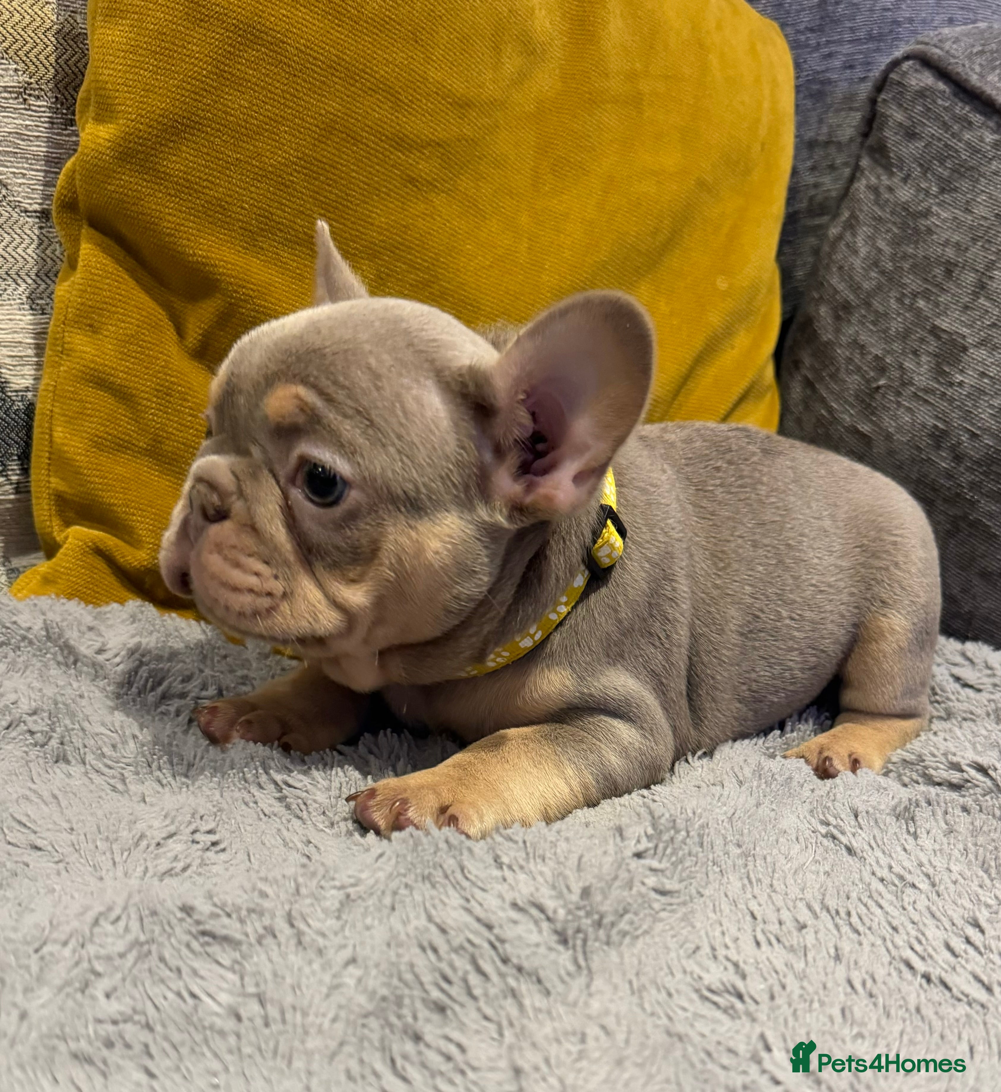 French Bulldog dogs High quality French bulldog puppies  - Advert 5