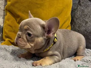 French Bulldog dogs High quality French bulldog puppies - Advert 5