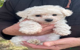 Bichon Frise dogs for sale: Expand-cuddly bichon frise - Image 3