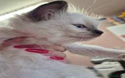 Ragdoll cats for sale: Beautiful Ragdolls Parents health tested 💖 - Image 13