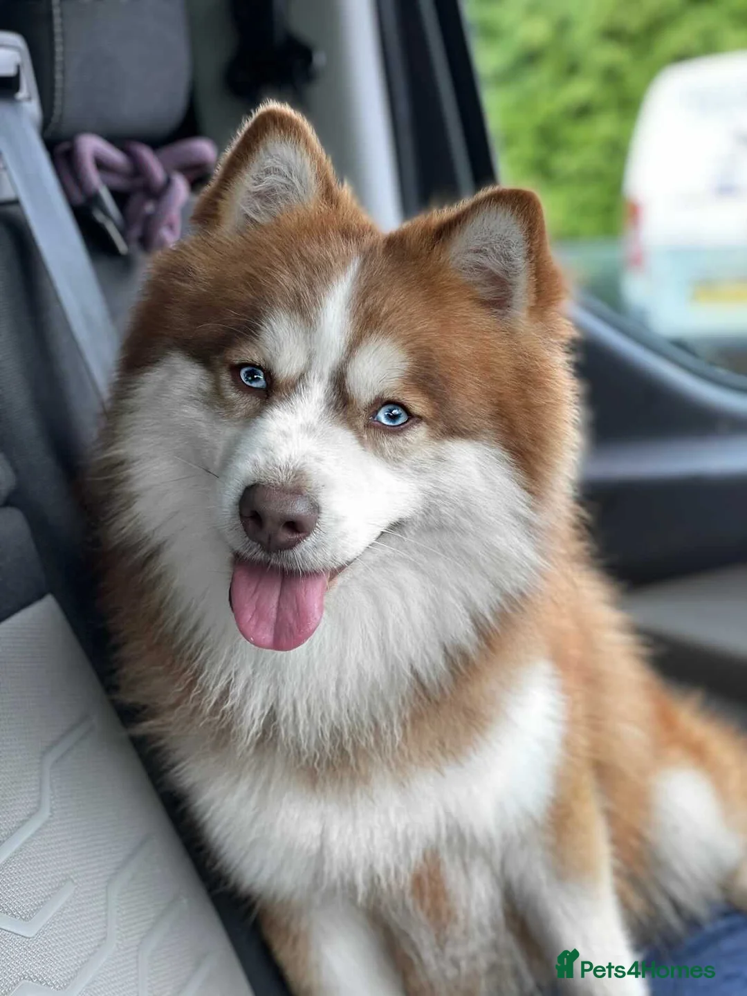 Pomsky dogs for stud: American Import Chocolate Pomsky for Stud in Ammanford - Advert 2