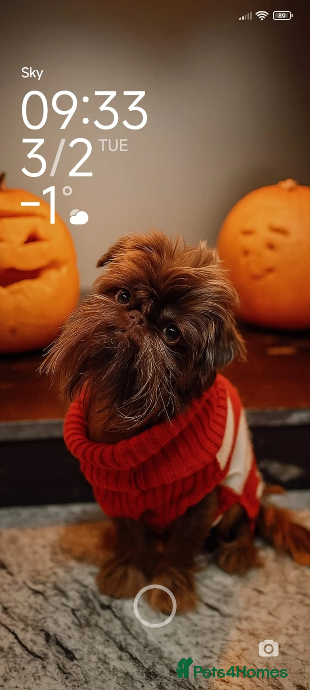 Griffon Bruxellois dogs for sale: Adorable chocolate boy - Advert 10