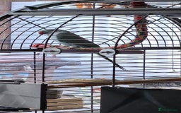 Ringnecks birds for sale: Rindian ring neck for sale  - Image 4