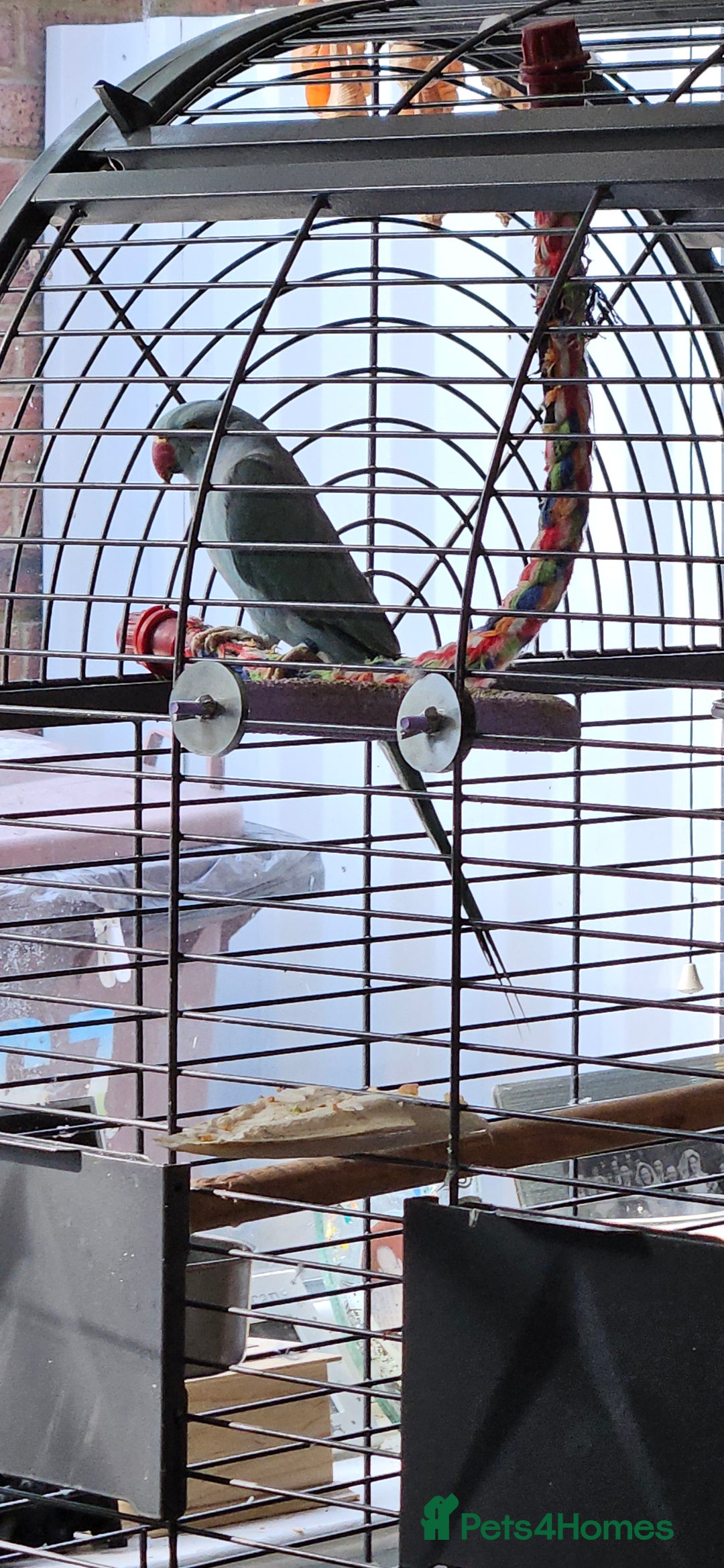 Ringnecks birds for sale: Rindian ring neck for sale  - Image 4